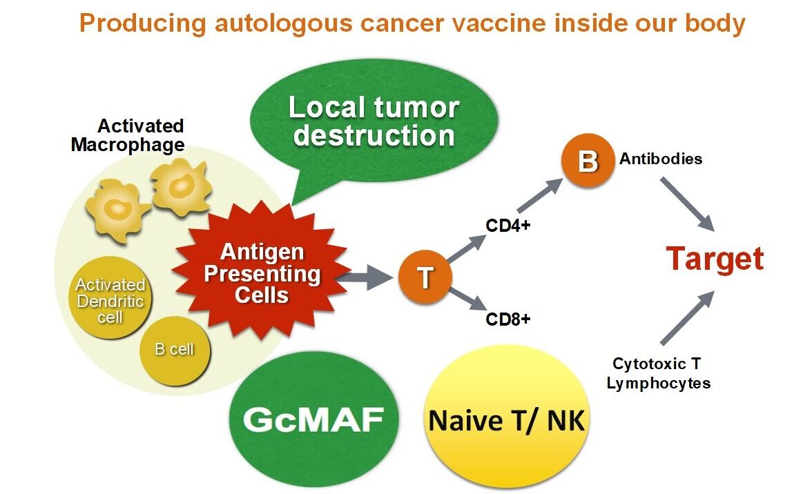 Adaptive immune system concept: antigen presentation and immune response