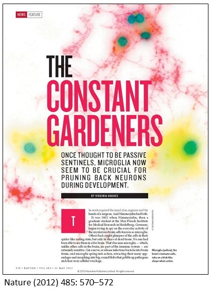 Nature (2012): Microglia and synaptic pruning