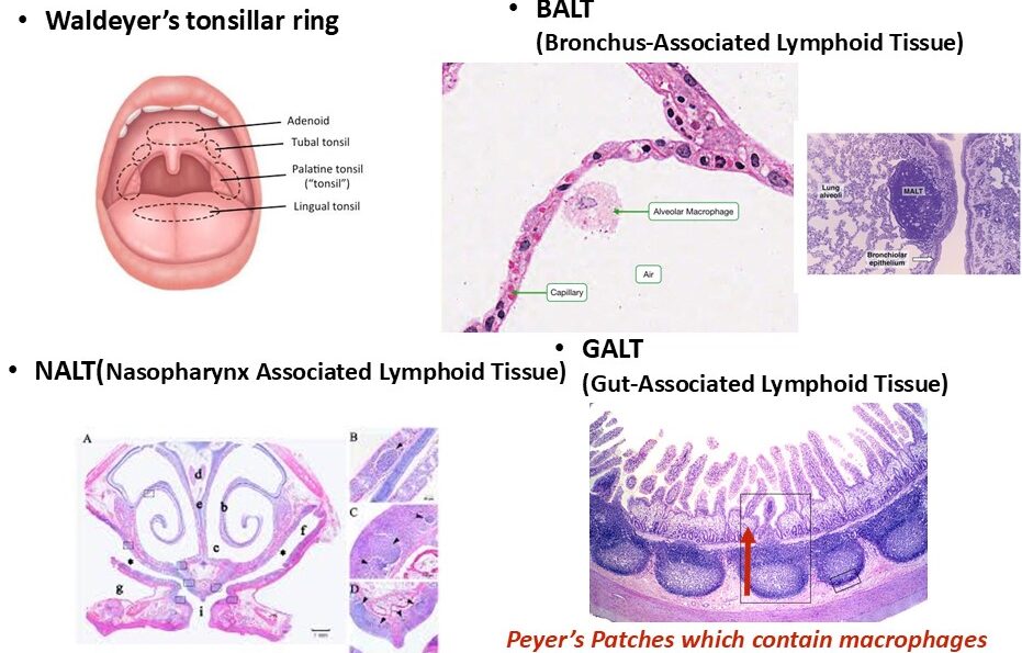 GcMAF and infection supporting figure 1