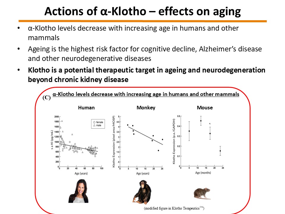 α-Klotho additional 02