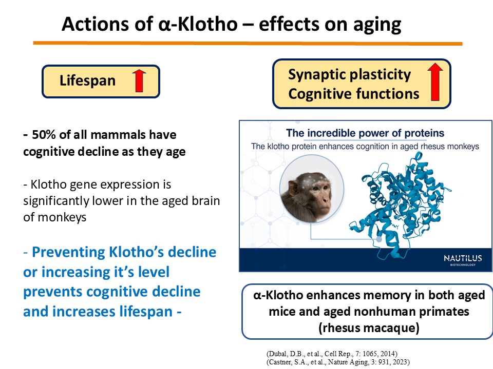 α-Klotho additional 03