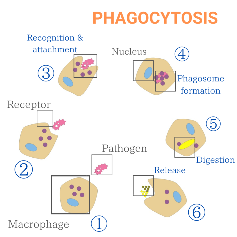 < img = 'PHAGOCYTOSIS.png' alt = 'process of phagocytosis in human bodies'/ >