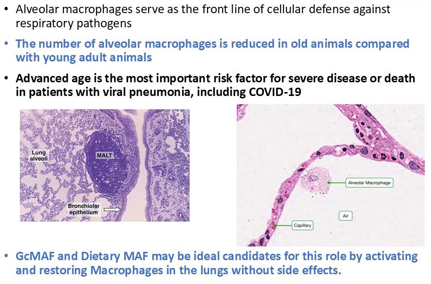 GcMAF and infection supporting figure 2