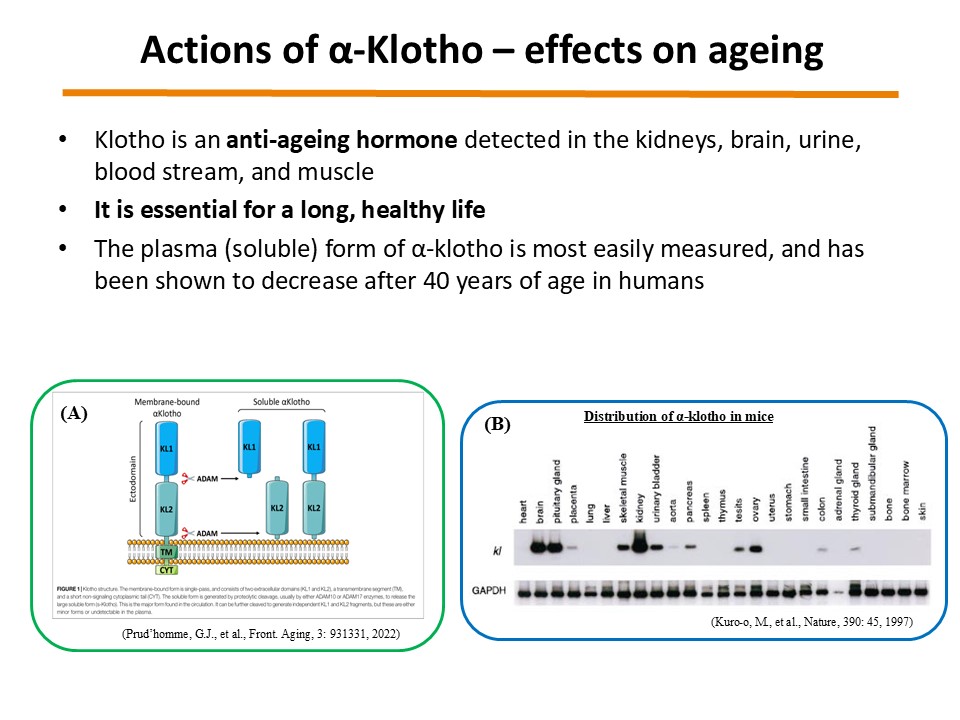 α-Klotho lifespan regulation overview